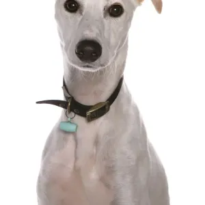 Domestic Dog, Lurcher, adult, close-up of head, with collar and tag Domestic Dog, Lurcher, adult, close-up of head, with collar and tag