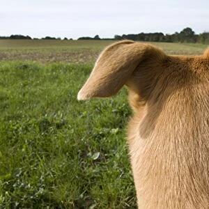 Domestic Dog, Lurcher cross mongrel, adult female, rear view of head, pricking ears back, looking across farmland