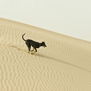 Domestic Dog, mongel (Saluki crossbreed), typical desert dog adult, running on sand dunes in desert, Abu Dhabi
