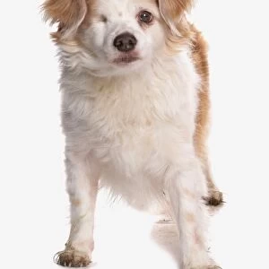 Domestic Dog, mongrel, adult, with one eye missing, standing