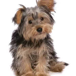 Domestic Dog, mongrel puppy, sitting Domestic Dog, mongrel puppy, sitting