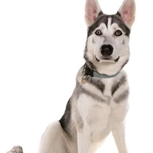 Domestic Dog, Northern Inuit Dog, adult, sitting, with collar and tag