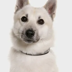 Domestic Dog, Norwegian Buhund, adult male, close-up of head, with collar Domestic Dog, Norwegian Buhund, adult male, close-up of head, with collar