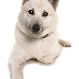 Domestic Dog, Norwegian Buhund, adult male, laying, with collar