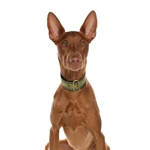 Domestic Dog, Pharaoh Hound, adult male, sitting, with collar