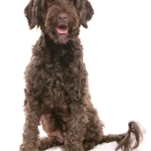 Domestic Dog, Portuguese Water Dog, adult, sitting Domestic Dog, Portuguese Water Dog, adult, sitting
