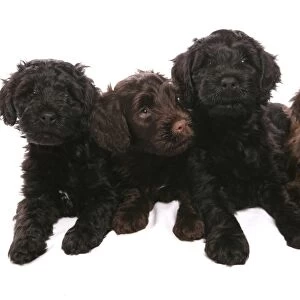 Domestic Dog, Portuguese Water Dog, four puppies, laying