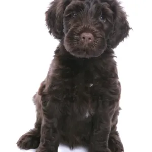 Domestic Dog, Portuguese Water Dog, puppy, sitting Domestic Dog, Portuguese Water Dog, puppy, sitting