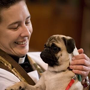 Domestic Dog, Pug, adult, being held by vicar during blessing at church service for pets, England, october