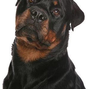 Domestic Dog, Rottweiler, adult male, close-up of head