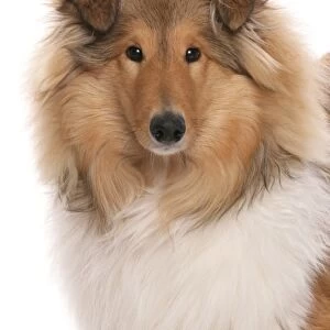 Domestic Dog, Rough Collie, puppy, close-up of head