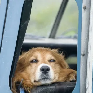 Domestic Dog, sheepdog, adult, looking out from open window of Land Rover farm vehicle, Warwickshire, England, may Domestic Dog, sheepdog, adult, looking out from open window of Land Rover farm vehicle, Warwickshire, England, may