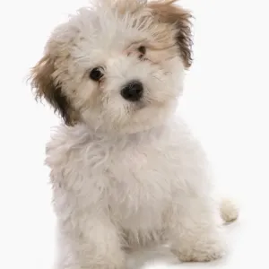 Domestic Dog, Shichon (Shih Tzu x Bichon Frise) designer crossbreed, puppy, sitting Domestic Dog, Shichon (Shih Tzu x Bichon Frise) designer crossbreed, puppy, sitting