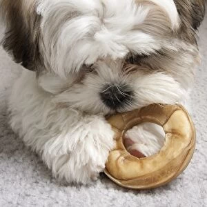 Domestic Dog, Shih Tzu, puppy, close-up of head, chewing on hide chew, laying on carpet, England, October