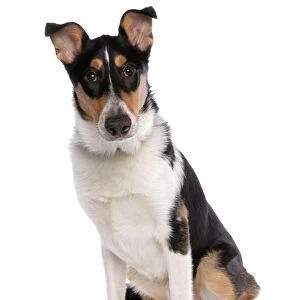 Domestic Dog, Smooth Collie, adult, sitting