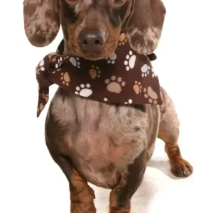 Domestic Dog, Smooth-haired Standard Dachshund, adult, wearing bandana, standing Domestic Dog, Smooth-haired Standard Dachshund, adult, wearing bandana, standing