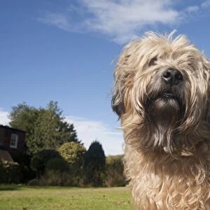 Domestic Dog, Soft-coated Wheaten Terrier, adult, close-up of head and chest, in garden, England, October