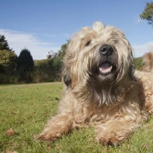 Domestic Dog, Soft-coated Wheaten Terrier, adult, laying on grass in garden, panting, England, October