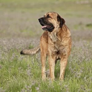 Domestic Dog, Spanish Mastiff, adult male, standing in grassland, Extremadura, Spain, april