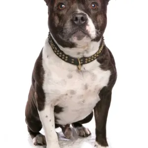 Perro de casa, Stafforshire Bull Terrier, adulto sentado Perro de casa, Stafforshire Bull Terrier, adulto sentado