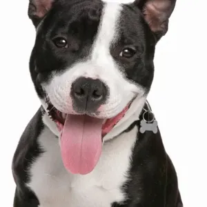 Perro doméstico de raza Stafforshire Bull Terrier macho adulto jadeando en una imagen aérea del cráneo Perro doméstico de raza Stafforshire Bull Terrier macho adulto jadeando en una imagen aérea del cráneo