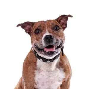 Domestic Dog, Staffordshire Bull Terrier, adult male, with collar, sitting