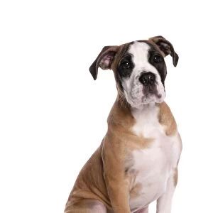 Domestic Dog, Staffordshire Bull Terrier x Boxer, puppy, sitting