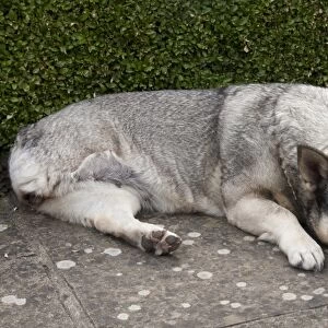Domestic Dog, Swedish Vallhund, adult female, amputee with back leg missing, resting on garden paving, England, August
