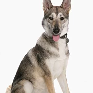 Domestic Dog, Tamaskan, adult female, sitting, with collar and tag