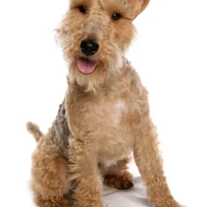 Domestic Dog, Welsh Terrier, adult, sitting Domestic Dog, Welsh Terrier, adult, sitting