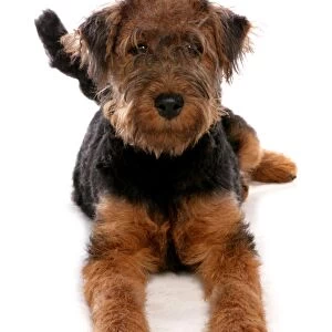 Domestic Dog, Welsh Terrier, puppy, laying
