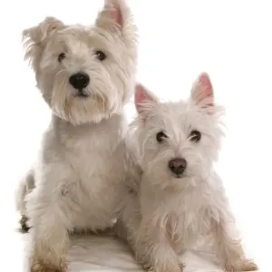 Domestic Dog, West Highland Terrier, adult and puppy, sitting Domestic Dog, West Highland Terrier, adult and puppy, sitting