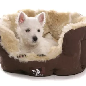 Perro domestico de la raza Estepa Céltica Blanca del Oeste, cachorro acostado en cama Perro domestico de la raza Estepa Céltica Blanca del Oeste, cachorro acostado en cama