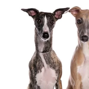 Domestic Dog, Whippet, two adults, close-up of heads