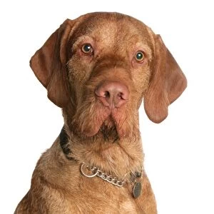 Domestic Dog, Wire-haired Hungarian Vizsla, adult, close-up of head, with collar and tag