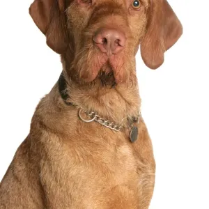 Domestic Dog, Wire-haired Hungarian Vizsla, adult, close-up of head, with collar and tag Domestic Dog, Wire-haired Hungarian Vizsla, adult, close-up of head, with collar and tag