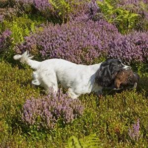 Domestic Dog, Working Spaniel, adult, with shot Red Grouse (Lagopus lagopus scoticus) in mouth