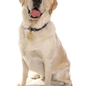 Domestic Dog, Yellow Labrador Retriever, adult, sitting, with collar and tag Domestic Dog, Yellow Labrador Retriever, adult, sitting, with collar and tag
