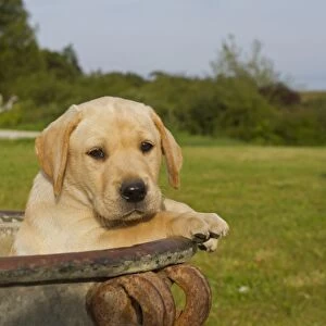 Domestic Dog, Yellow Labrador Retriever, puppy, looking out from urn, Norfolk, England, august