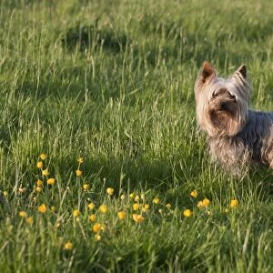 Domestic Dog, Yorkshire Terrier, adult, standing in meadow, West Sussex, England, May