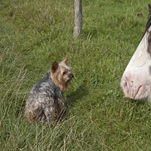 Domestic Dog, Yorkshire Terrier, adult, and Horse, adult, looking at each other under fence, England, August