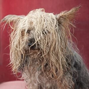 Domestic Dog, Yorkshire Terrier, adult male, with tangled wet hair, England, October