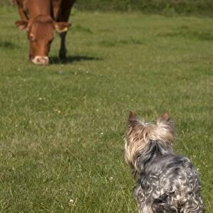 Domestic Dog, Yorkshire Terrier, adult male, on lead, looking at cow grazing in pasture, England, June