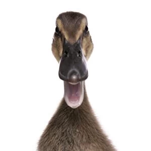 Domestic Duck, Indian Runner Duck, duckling, close-up of head, calling