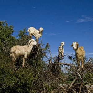 Domestic Goat, flock, browsing in Argan (Argania spinosa) tree, near Essaouira, Morocco, february