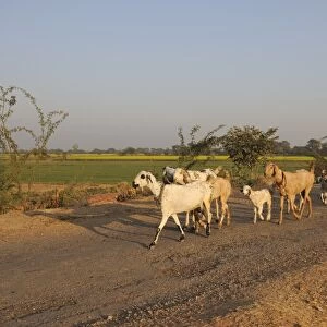 Domestic Goat, herd, walking on road with herder, near Bharatpur, Rajasthan, India, December