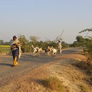 Domestic Goat, herd, walking on road with herder and woman carrying firewood, near Bharatpur, Rajasthan, India