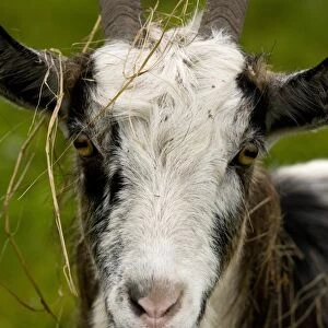 Domestic Goat, Hungarian Goat, adult male, close-up of head covered with grass, Hortobagy N. P