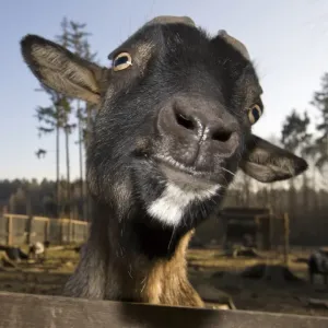 Retrato de cabra doméstica, Capra hircus, Alemania, Bávaro Retrato de cabra doméstica, Capra hircus, Alemania, Bávaro