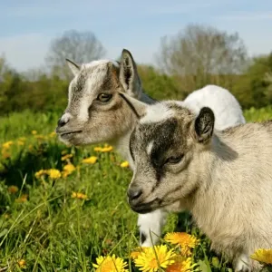 Domestic Goat Print, Pygmy Goats with Kids in Dandelion Field Domestic Goat Print, Pygmy Goats with Kids in Dandelion Field